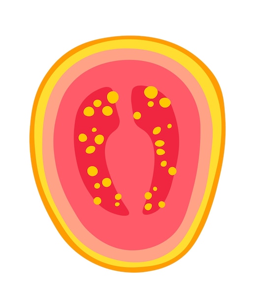 Ilustración de vector de fruta exótica rebanada de papaya