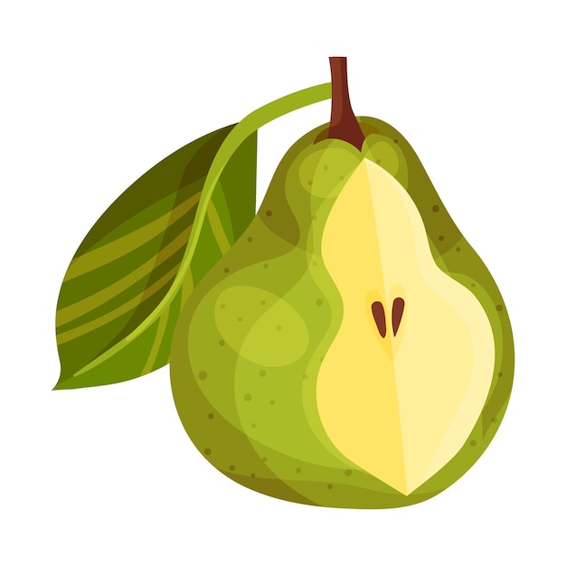 Ilustración del vector de la fruta de pera pomosa con el tallo superior de la flor y la hoja fibrosa verde