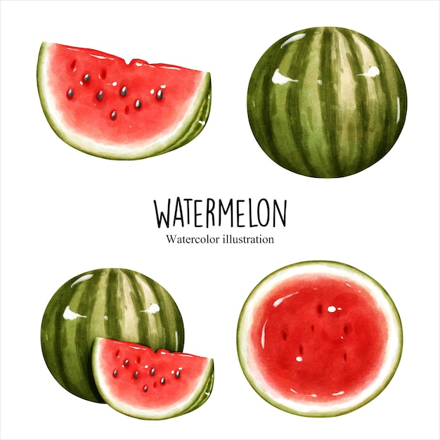 Ilustración de vector de fruta de sandía acuarela