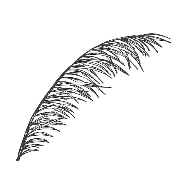 Ilustración de vector de garabato dibujado a mano de rama de palma dibujo de estilo de dibujo de hoja tropical floral aislado
