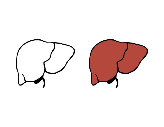 Ilustración de vector de garabato de hígado Órgano interno humano en estilo dibujado a mano