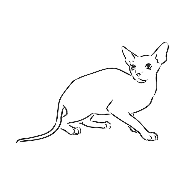 Ilustración de vector de un gato sphynx con un trazador de líneas aislado en un fondo blanco