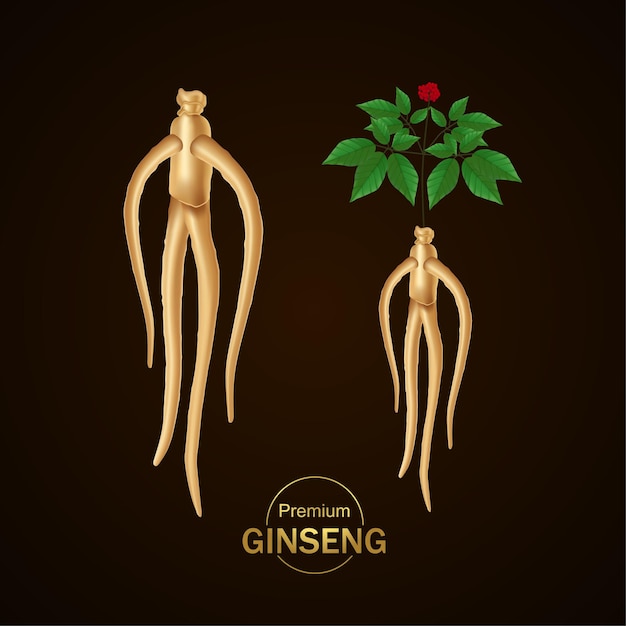 Vector ilustración de vector de ginseng premium