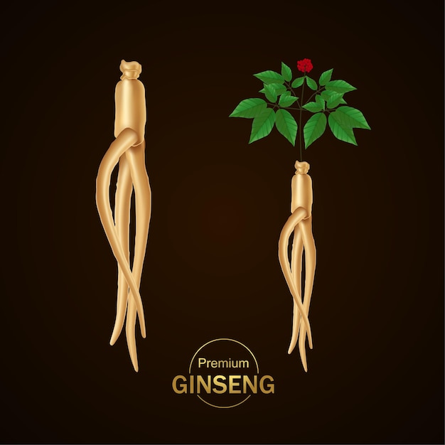 Vector ilustración de vector de ginseng premium