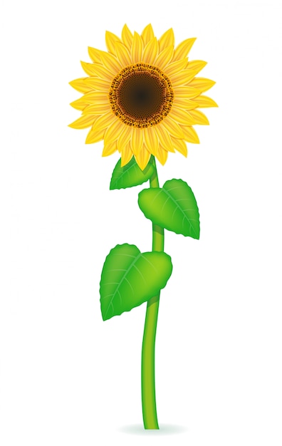 Ilustración de vector de girasol