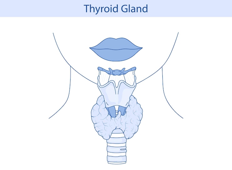 Vector ilustración del vector de la glándula tiroidea sistema endocrino humano médico