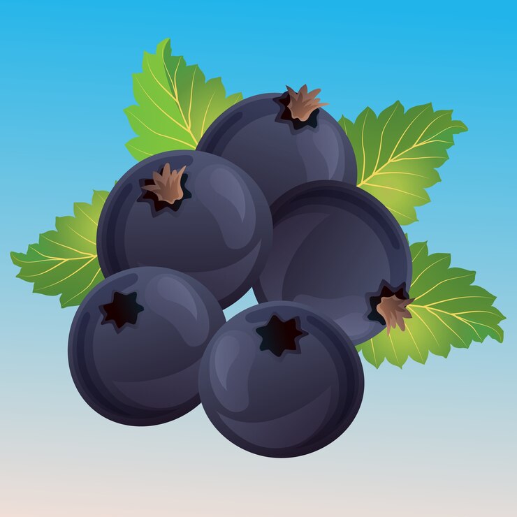 Ilustración de vector de grosella negra