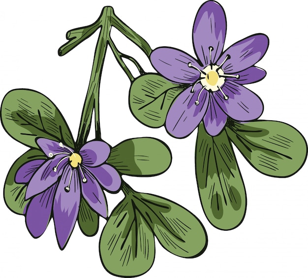 Vector ilustración de vector de guaiacum aislado en blanco. lignum-vitae, guayacan o ga ac, flores azules y hojas verdes.