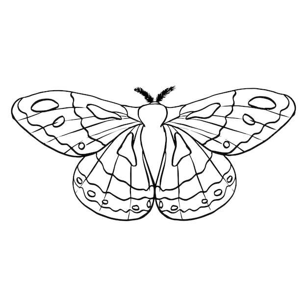 Ilustración de vector de helecho dibujado a mano Esbozo de hojas de helechos Silueta negra impresiones aisladas de hojas en el fondo blanco