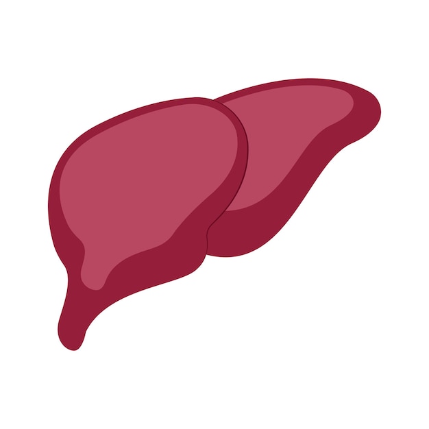 Ilustración del vector del hígado