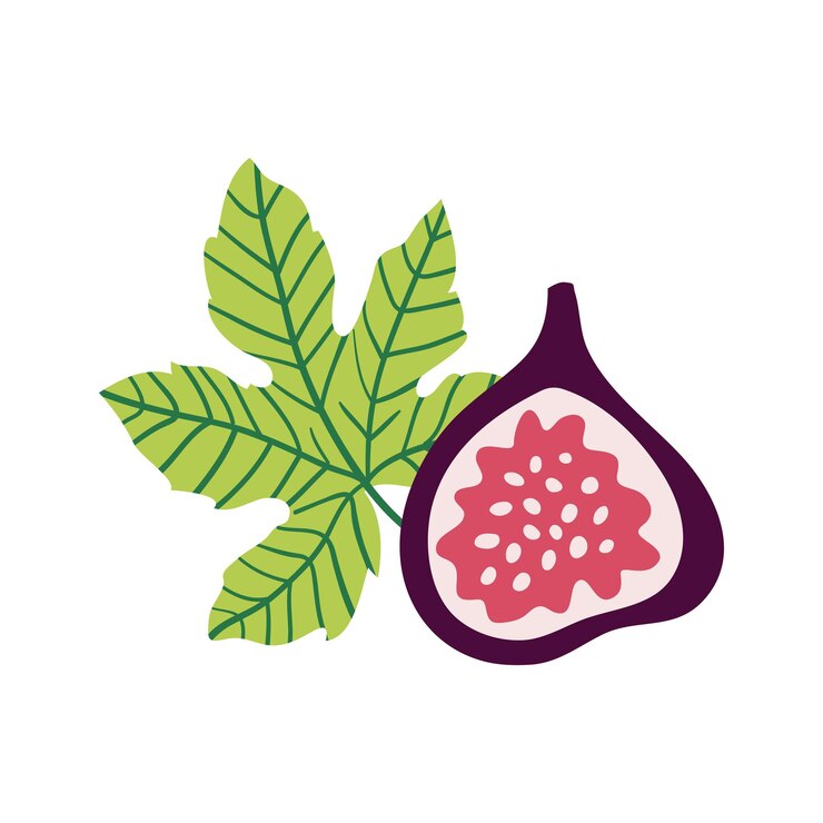 Vector ilustración de vector de higos. la mitad de higos, semillas y hojas en estilo de dibujos animados. aislado sobre fondo blanco.
