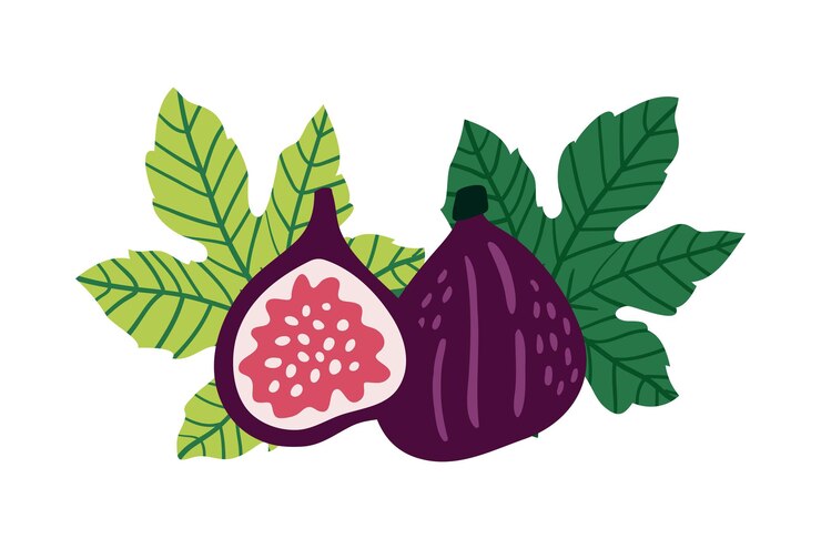 Vector ilustración de vector de higos. la mitad de higos, semillas y hojas en estilo de dibujos animados. aislado sobre fondo blanco.