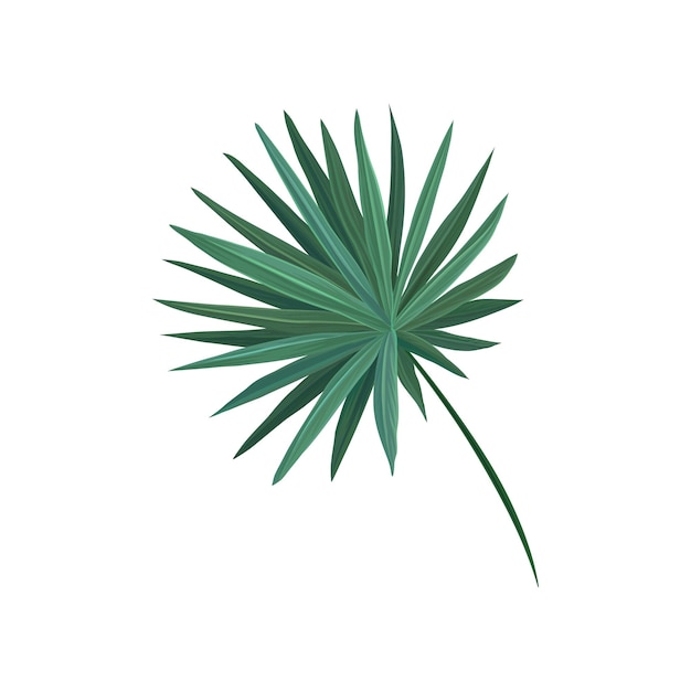 Ilustración de vector de hoja de árbol de Palma de abanico verde