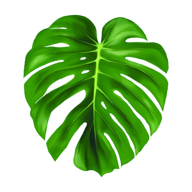 Vector ilustración de vector de hoja monstera sobre fondo blanco