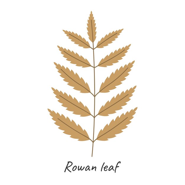 Vector ilustración de vector de hoja de otoño de rowan