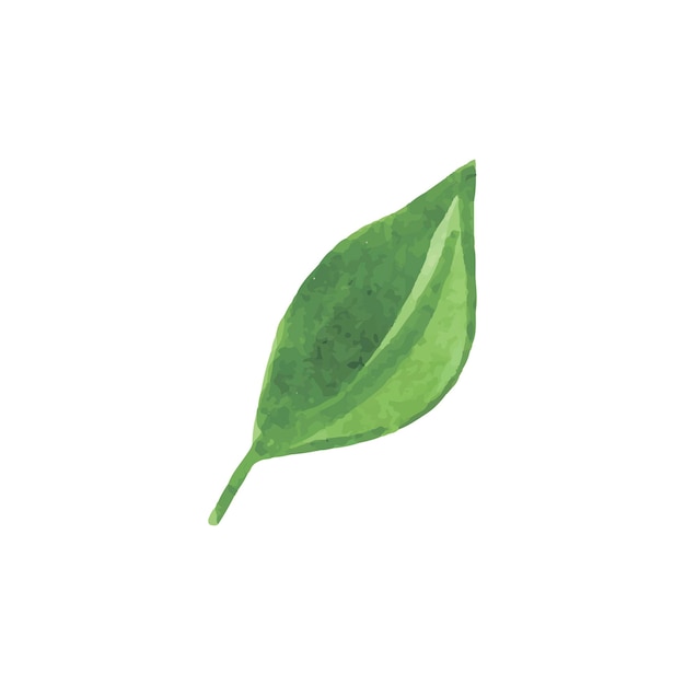 Ilustración de vector de hoja verde acuarela