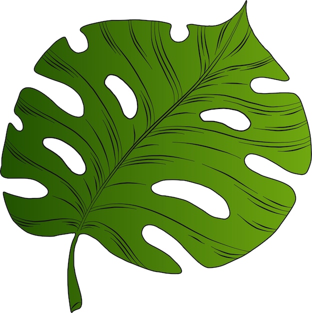 Vector ilustración de vector de hoja verde monstera