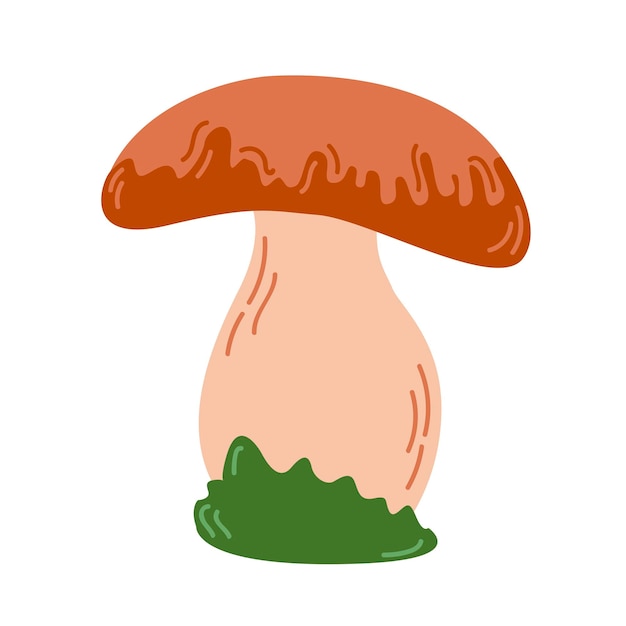 Ilustración de vector de hongos comestibles. seta silvestre del bosque. boletus orgánicos