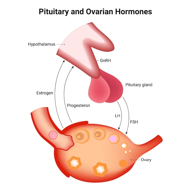 Vector ilustración del vector de las hormonas hipofisarias y ováricas