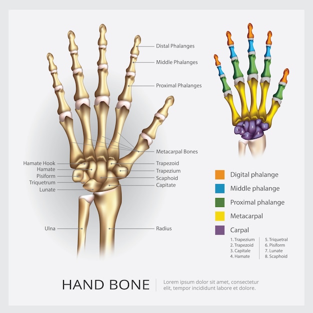 Ilustración del vector del hueso de la mano humana