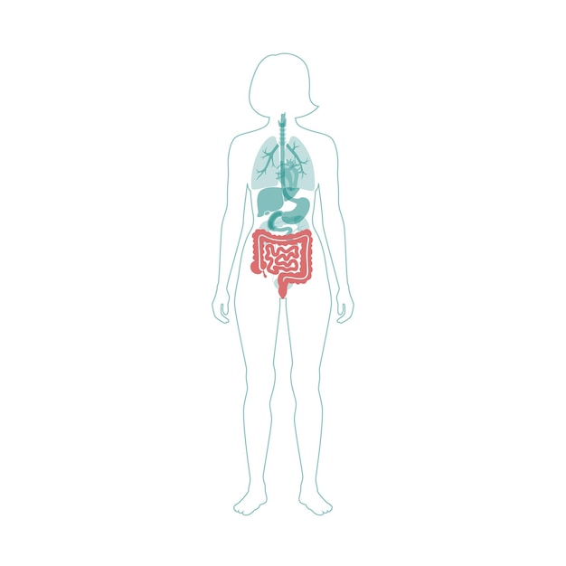 Ilustración de vector de intestino grueso y delgado