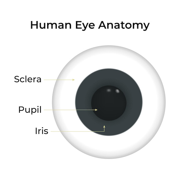 Ilustración del vector del iris de la pupila de la esclera de la anatomía del ojo humano