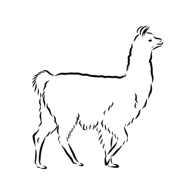 Ilustración de vector lama. Boceto de tinta dibujada a mano de llama o alpaca. Lindo dibujo de animal mamífero