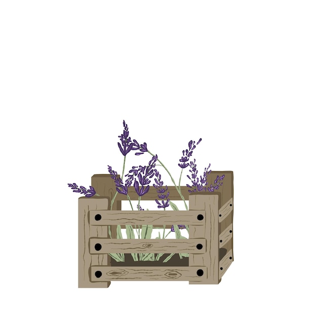 Ilustración de vector de lavanda en una caja