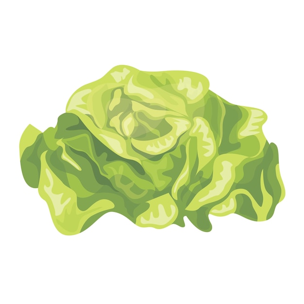 Ilustración de vector de lechuga fresca