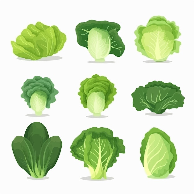 Una ilustración de vector de lechuga vibrante con un sutil toque de textura