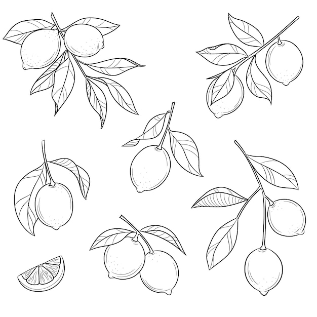 Ilustración de vector de limón de arte de línea