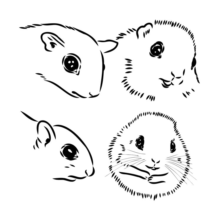 Vector ilustración vector mano dibujar garabatos de ardilla voladora o pteromyini o petauristini aislado en w