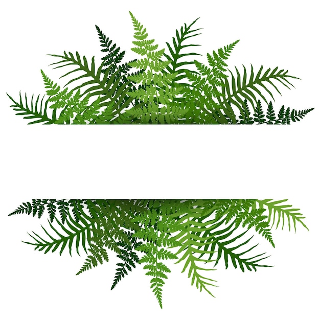 Ilustración de vector de marco de fronda de helecho Decoración de hojas de plantas de Polypodiophyta