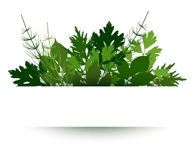 Vector ilustración de vector de marco de ramitas de hierba y hojas decoración de plantas de bosque sobre fondo blanco