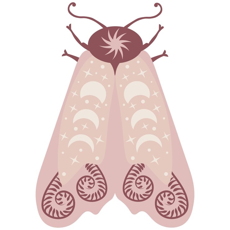 Vector ilustración de vector de mariposa celestial. polilla luna mística con fases lunares. insecto floral mágico