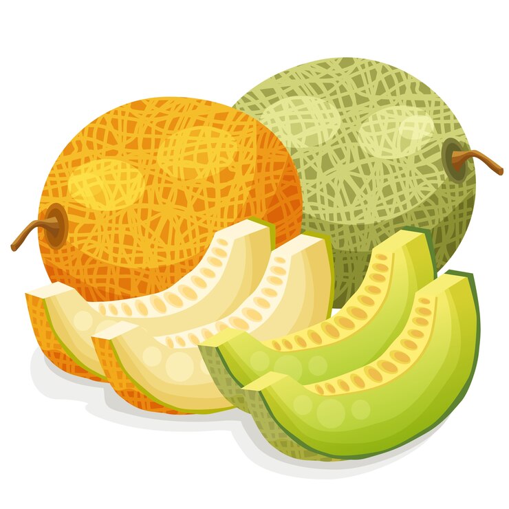Ilustración de vector de melón