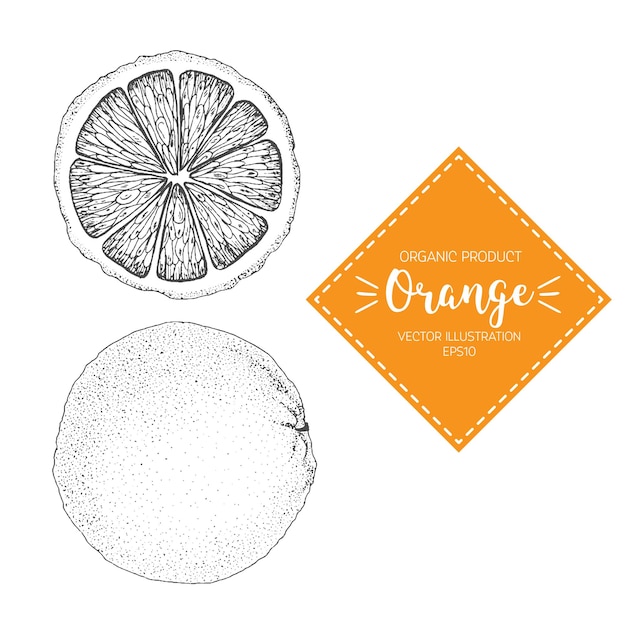 Ilustración de vector naranja. elemento de diseño dibujado a mano. una fruta dibujada en estilo vintage.