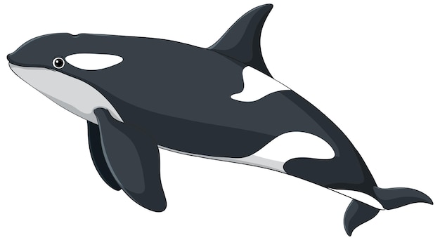 Ilustración del vector de la orca