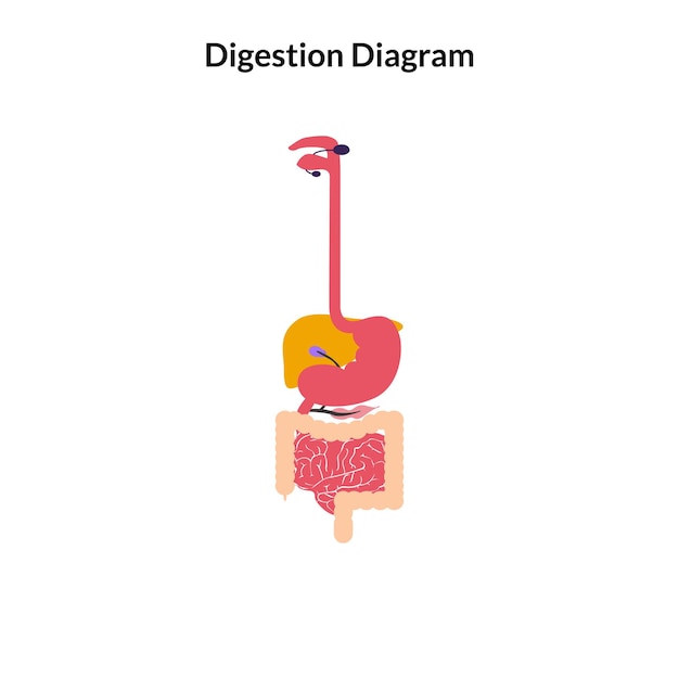 Ilustración de vector de órgano de cuerpo humano