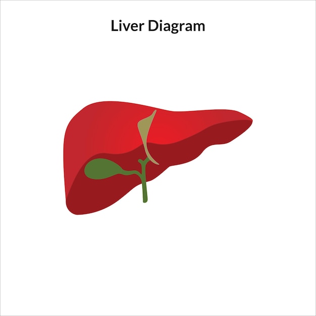 Ilustración de vector de órgano de cuerpo humano