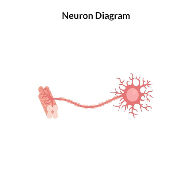 Ilustración de vector de órgano de cuerpo humano