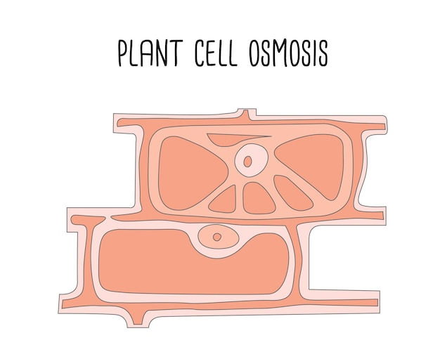 Ilustración de Vector de ósmosis de células vegetales