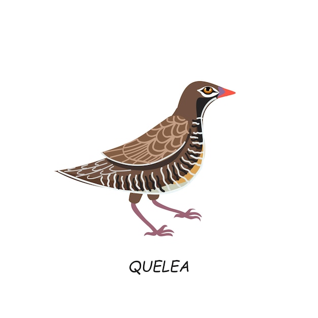Ilustración de Vector de pájaro africano Quelea aislado sobre fondo blanco