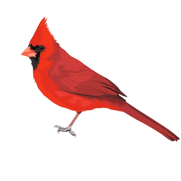 Ilustración de vector de pájaro cardenal