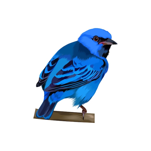 Vector ilustración de vector de pájaro dacnis azul