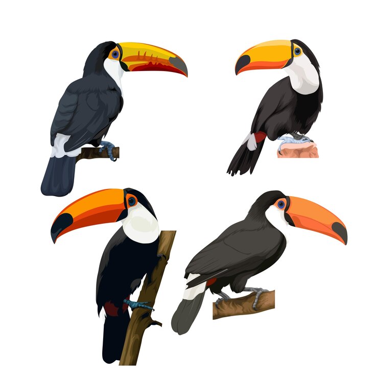 Vector ilustración de vector de pájaro paquete de tucán