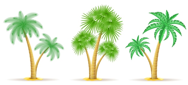 Vector ilustración de vector de palmera