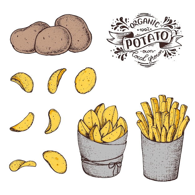 Vector ilustración de vector de patata patata cruda patatas fritas patatas rústicas y patatas fritas dibujadas a mano ilustración colorida