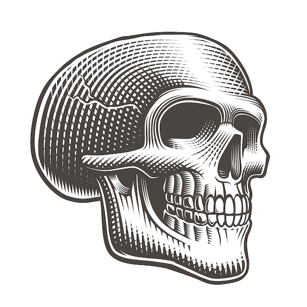 Ilustración de vector de un perfil de calavera en estilo tatuaje sobre un fondo blanco