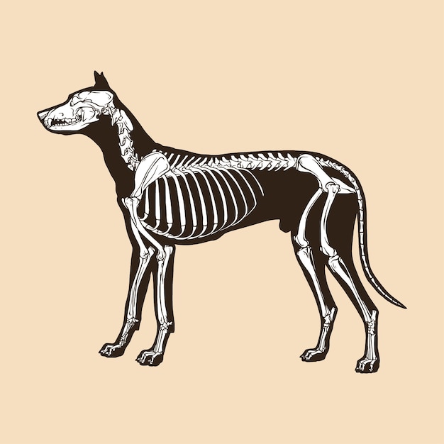 Ilustración de vector de perro esqueleto